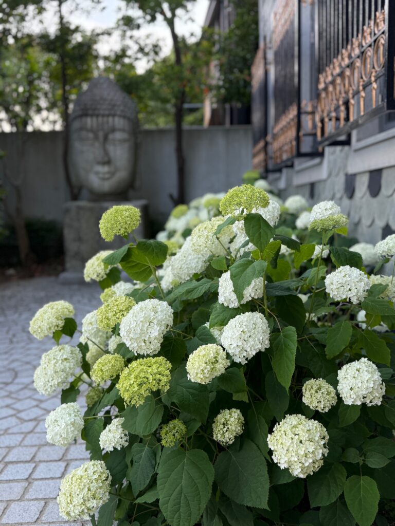 異人館のアジサイが見頃を迎えました 3 IMG 5922