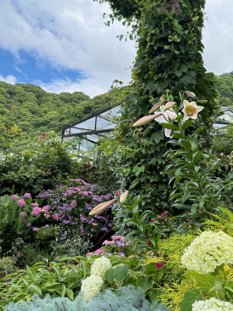 異人館のアジサイが見頃を迎えました 1 IMG 5982